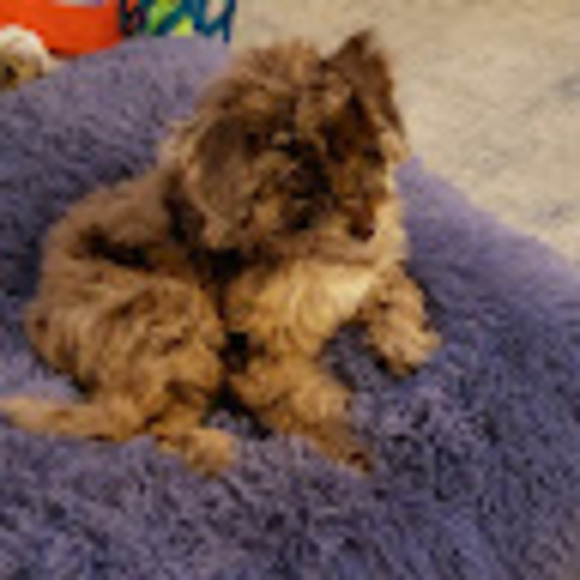 Meet your Posher, Rita - Picture 1 of 1